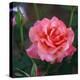 Sweet Rose I-Nicole Katano-Stretched Canvas