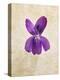 Sweet Violets, Violets, Viola Odorata, Blossom, Violet-Axel Killian-Premier Image Canvas