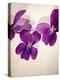 Sweet Violets, Violets, Viola Odorata, Blossoms, Violet-Axel Killian-Premier Image Canvas