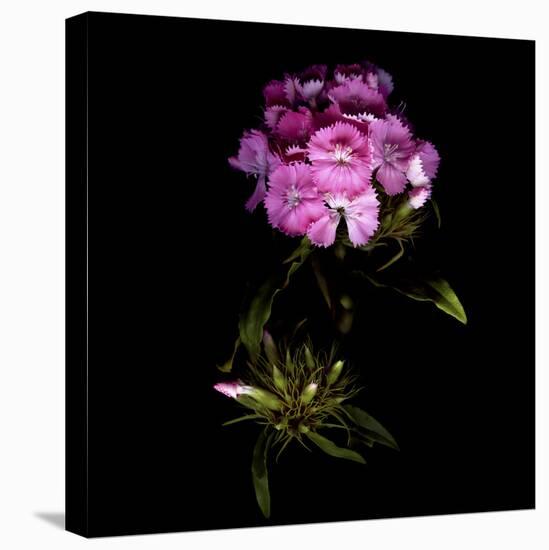 Sweet William Flowerworks-Magda Indigo-Stretched Canvas