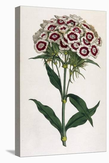 Sweet William or Bearded Pink-William Curtis-Premier Image Canvas