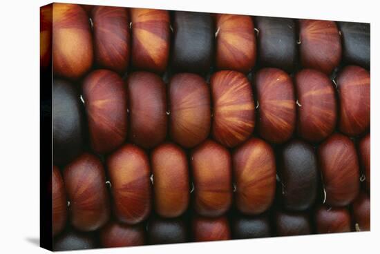 Sweetcorn Grains-Kaj Svensson-Premier Image Canvas