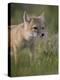 Swift fox (Vulpes velox) kit, Pawnee National Grassland, Colorado, United States of America, North -James Hager-Premier Image Canvas