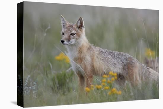 Swift Fox (Vulpes velox) vixen, Pawnee National Grassland, Colorado, USA, North America-James Hager-Premier Image Canvas