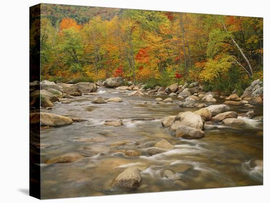 Swift River Flowing Trough Forest in Autumn, White Mountains National Forest, New Hampshire, USA-Adam Jones-Premier Image Canvas