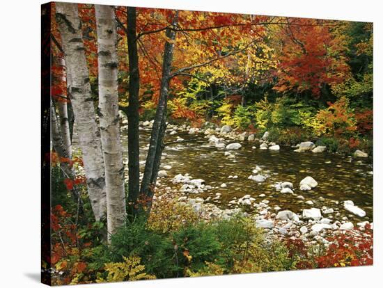 Swift River with Aspen and Maple Trees in the White Mountains, New Hampshire, USA-Darrell Gulin-Premier Image Canvas