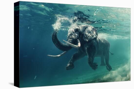 Swimming Elephant Underwater. African Elephant in Ocean with Mirrors and Ripples at Water Surface.-Willyam Bradberry-Premier Image Canvas