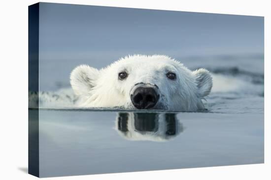 Swimming Polar Bear, Hudson Bay, Nunavut, Canada-Paul Souders-Premier Image Canvas