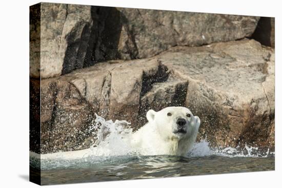 Swimming Polar Bear, Hudson Bay, Nunavut, Canada-Paul Souders-Premier Image Canvas