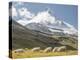 Switzerland, Zermatt, Schwarzsee, Valais Blacknose Sheep with Matterhorn-Jamie And Judy Wild-Premier Image Canvas