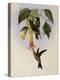 Sword-Bill, Docimastes Ensiferus-John Gould-Premier Image Canvas