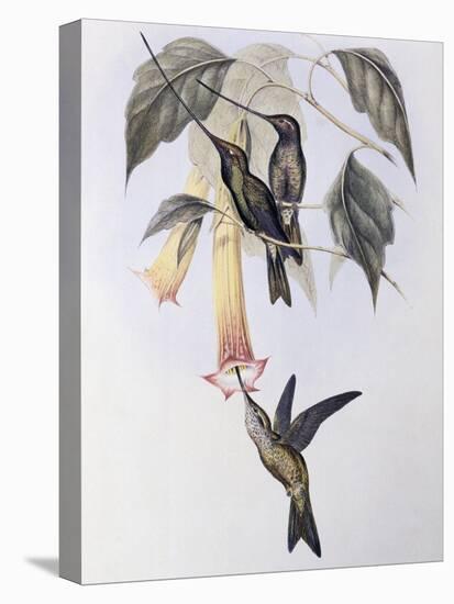 Sword-Billed Humming Bird (Docimastes Ensiferus)-John Gould-Premier Image Canvas