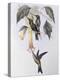Sword-Billed Humming Bird (Docimastes Ensiferus)-John Gould-Premier Image Canvas