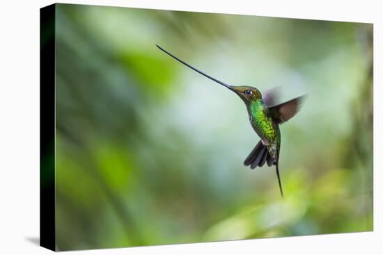 Sword-billed hummingbird hovering in flight, North-Ecuador-Konrad Wothe-Premier Image Canvas