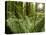 Sword Ferns Carpeting Forest Floor, (Polystichum Munitum), Harrison Mills, British Columbia, Canada-Paul Colangelo-Premier Image Canvas