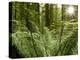 Sword Ferns Carpeting Forest Floor, (Polystichum Munitum), Harrison Mills, British Columbia, Canada-Paul Colangelo-Premier Image Canvas