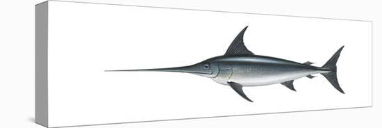 Swordfish (Xiphias Gladius), Fishes-Encyclopaedia Britannica-Stretched Canvas