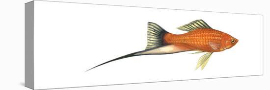 Swordtail Platy (Hybrid Cross of Xiphophorus Maculatus and Xiphophorus Helleri), Fishes-Encyclopaedia Britannica-Stretched Canvas