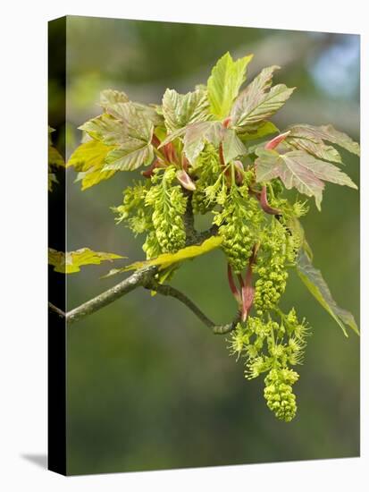 Sycamore (Acer Pseudoplatanus)-Adrian Bicker-Premier Image Canvas