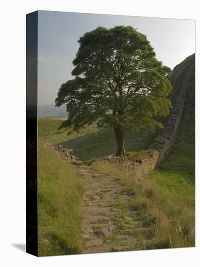 Sycamore Gap, Hadrian's Wall, Nothumberland-James Emmerson-Premier Image Canvas