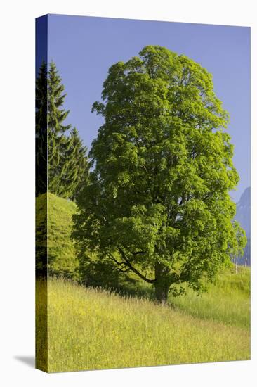 Sycamore Maple, Ennstal, Styria, Austria-Rainer Mirau-Premier Image Canvas