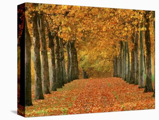 Sycamore Trees in Autumn-Cindy Kassab-Premier Image Canvas
