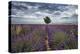 Symmetric lavender field and a lonely tree in the middle, Valensole, Provence, France, Europe-Francesco Fanti-Premier Image Canvas