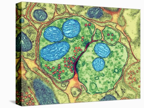 Synapse Nerve Junction, TEM-Thomas Deerinck-Premier Image Canvas