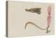 Syngnathus Lumbriciformis: Pipefish-Philip Henry Gosse-Premier Image Canvas