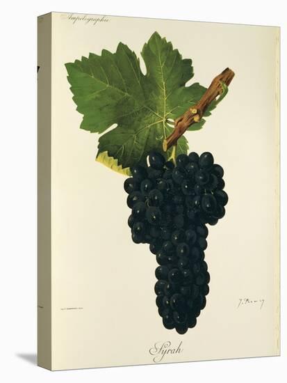 Syrah Grape-J. Troncy-Premier Image Canvas