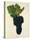 Syrah Grape-J. Troncy-Premier Image Canvas