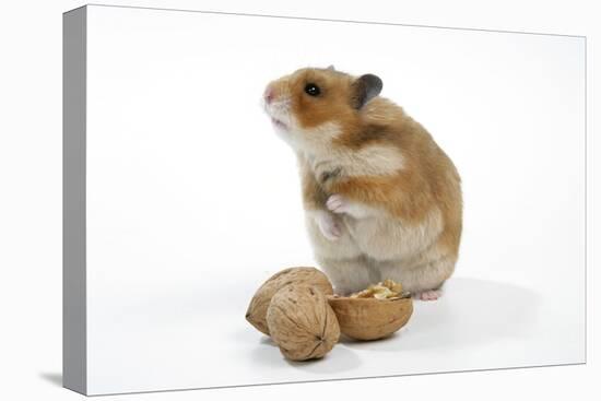Syrian Hamster with Walnuts-null-Premier Image Canvas