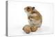 Syrian Hamster with Walnuts-null-Premier Image Canvas