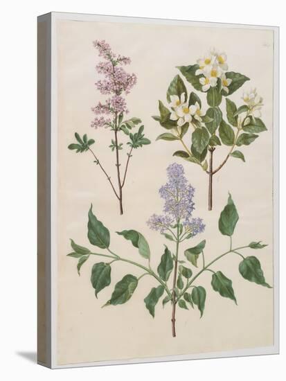 Syringa Persica, Philadelphus Coronarius And Syringa Vulgaris From Album Gottorfer Codex, c.1650-Hans Simon Holtzbecher-Premier Image Canvas