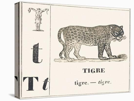 T for Tiger, 1850 (Engraving)-Louis Simon (1810-1870) Lassalle-Premier Image Canvas