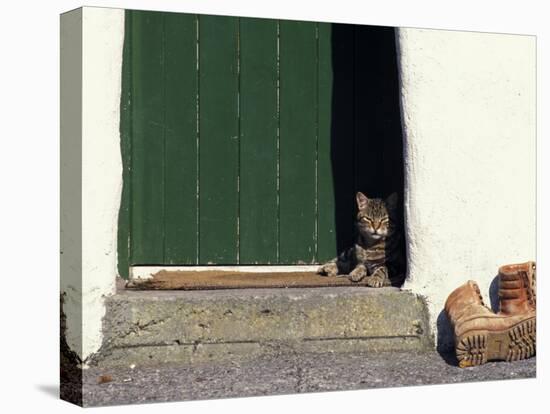 Tabby Cat Resting in Open Doorway, Italy-Adriano Bacchella-Premier Image Canvas