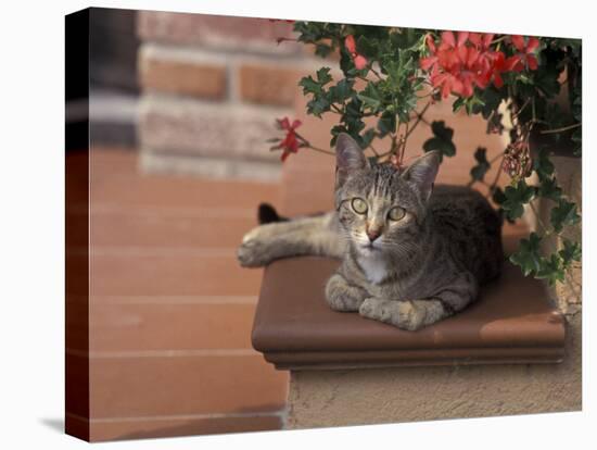 Tabby Cat Resting on Garden Terrace, Italy-Adriano Bacchella-Premier Image Canvas