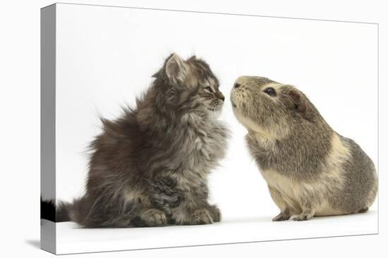 Tabby Kitten, 10 Weeks, with Guinea Pig-Mark Taylor-Premier Image Canvas