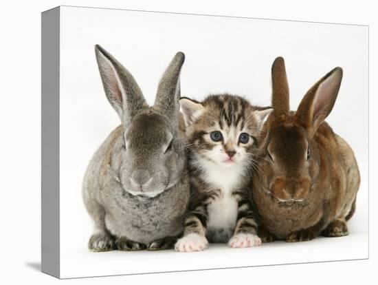 Tabby Kitten Between Two Rabbits-Jane Burton-Premier Image Canvas