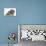 Tabby Kitten, Fosset, 8 Weeks Old, with Fluffy Black-And-Grey Daxie-Doodle Pup, Pebbles-Mark Taylor-Premier Image Canvas displayed on a wall