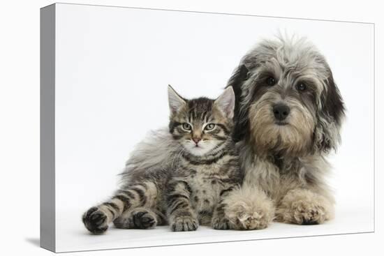 Tabby Kitten, Fosset, 8 Weeks Old, with Fluffy Black-And-Grey Daxie-Doodle Pup, Pebbles-Mark Taylor-Premier Image Canvas