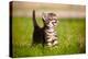 Tabby Kitten Outdoors Meowing-ots-photo-Premier Image Canvas