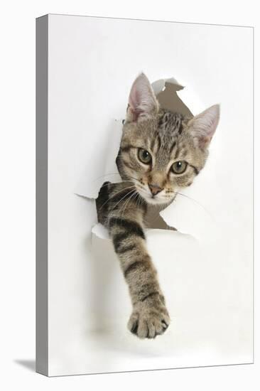 Tabby Kitten, Stanley, 4 Months Old, Breaking Through Paper-Mark Taylor-Premier Image Canvas