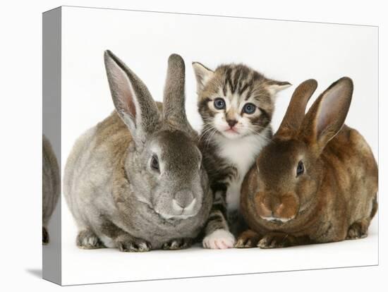 Tabby Kitten with Two Rabbits-Jane Burton-Premier Image Canvas
