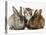 Tabby Kitten with Two Rabbits-Jane Burton-Premier Image Canvas