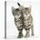 Tabby Kittens, Stanley and Fosset, 12 Weeks, Walking Together in Unison-Mark Taylor-Premier Image Canvas