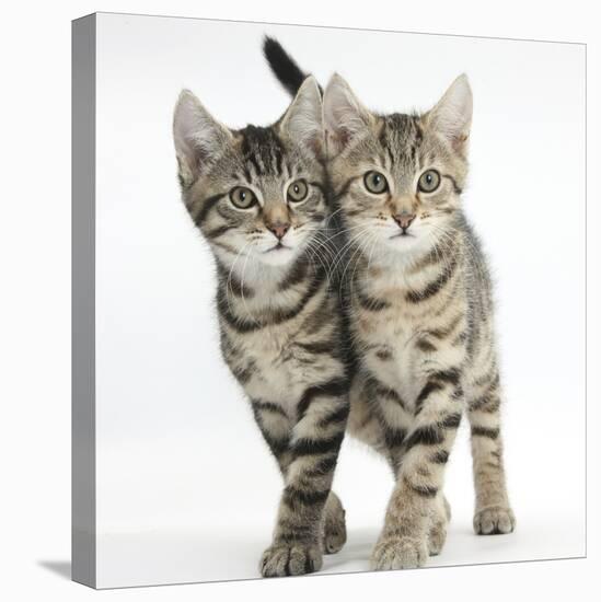 Tabby Kittens, Stanley and Fosset, 12 Weeks, Walking Together in Unison-Mark Taylor-Premier Image Canvas