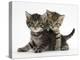 Tabby Kittens, Stanley and Fosset, 6 Weeks-Mark Taylor-Premier Image Canvas
