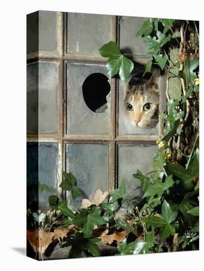 Tabby Tortoiseshell in an Ivy-Grown Window of a Deserted Victorian House-Jane Burton-Premier Image Canvas