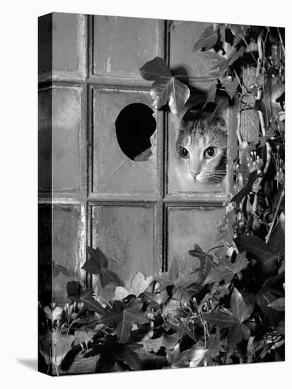 Tabby Tortoiseshell in an Ivy-Grown Window of a Deserted Victorian House-Jane Burton-Premier Image Canvas